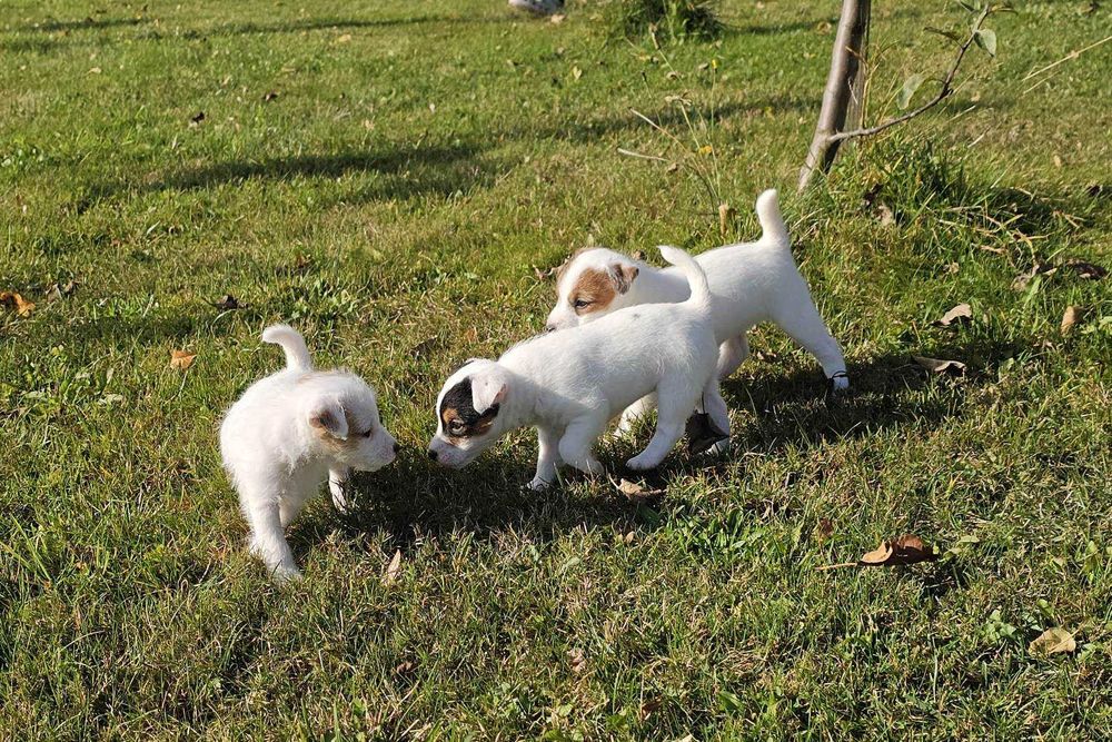 Suczka FCI Parson Russell Terrier szczenię