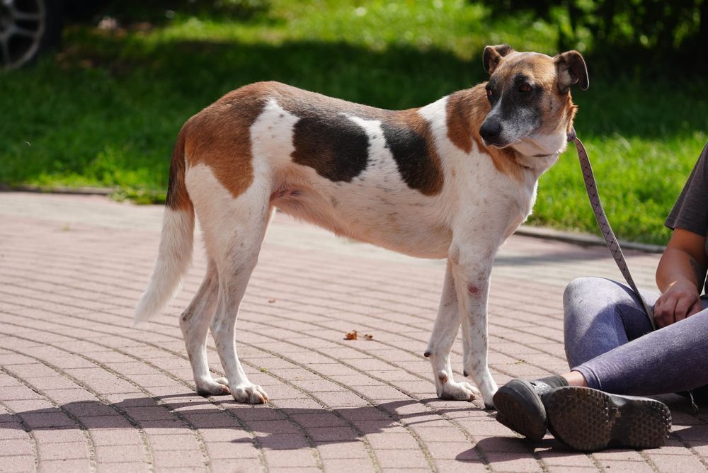 Sunia Bambi po przejściach szuka domku