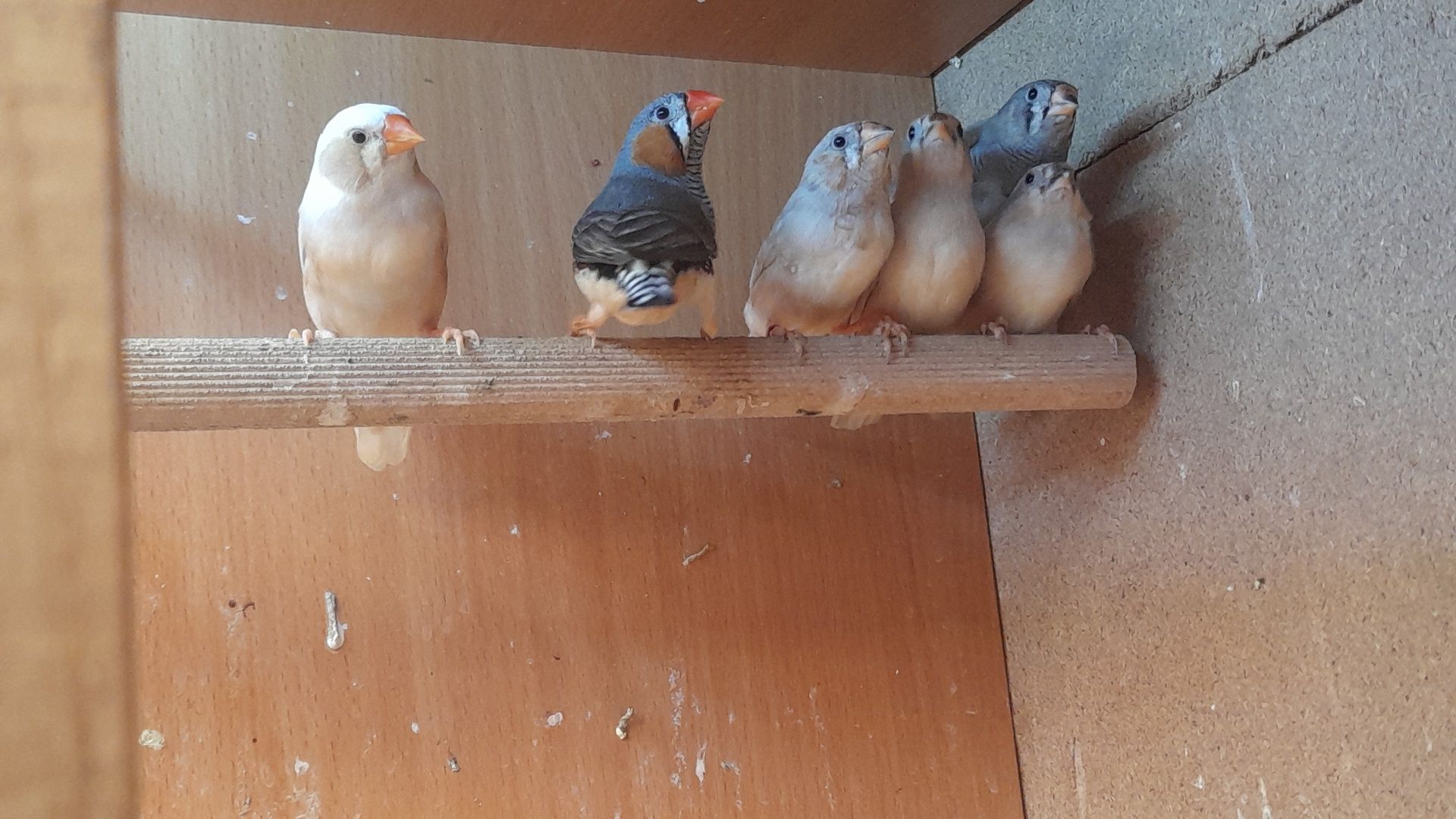 Mandarins (frescos e fofos)
Aves