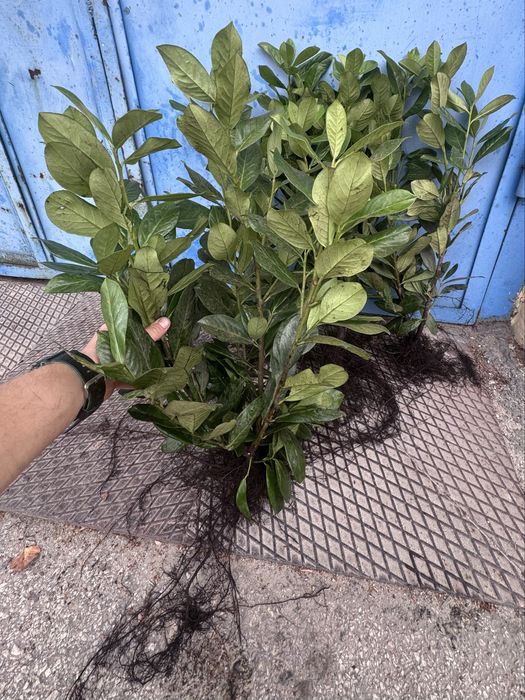 Laurowiśnia NOVITA 60-80cm sadzonki na żywopłot 3-krotnie cięta I Sort