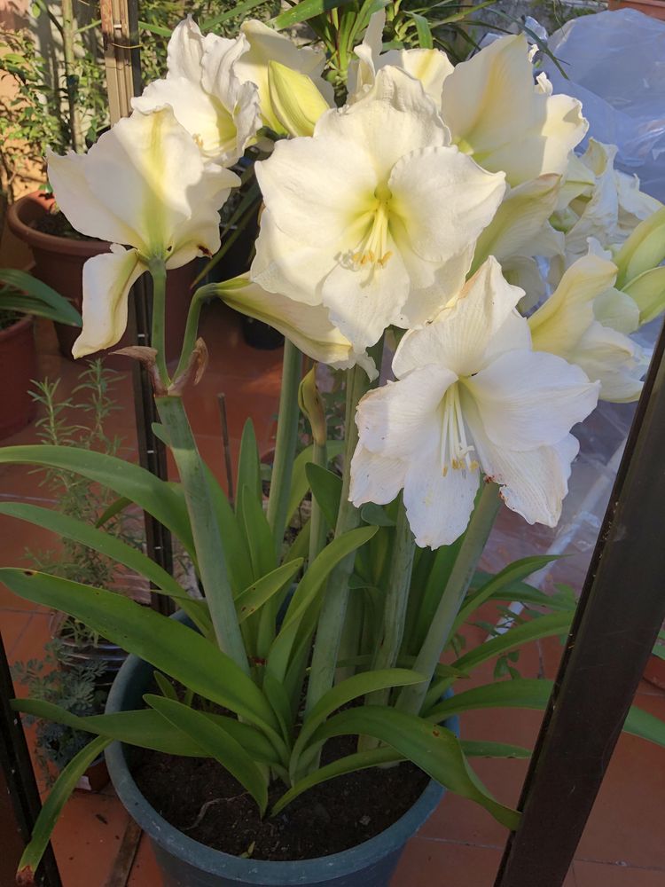Planta Amarilis branca vaso grande e a dar flor