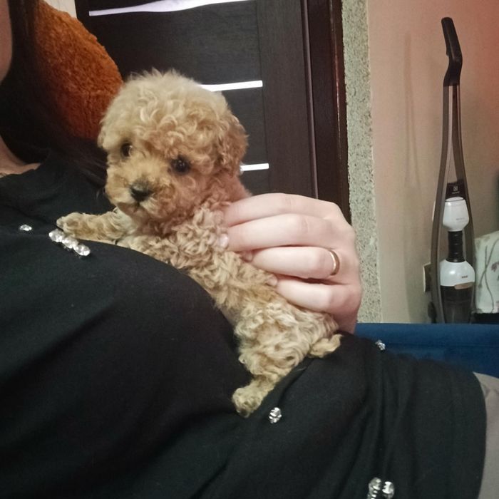 Cudna dziewczynka pudel Toy miniaturka dolna granica