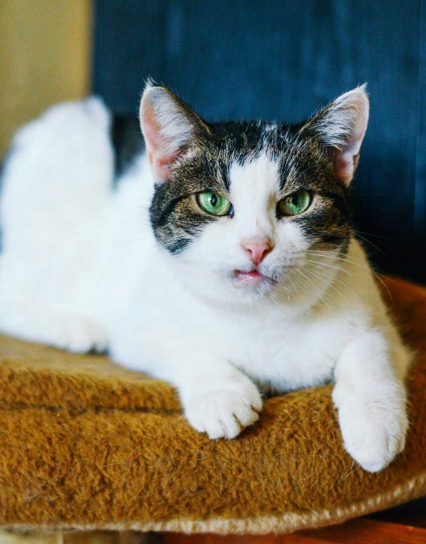 Компанійський котик Борька, 2 роки, кастрований і вакцинований