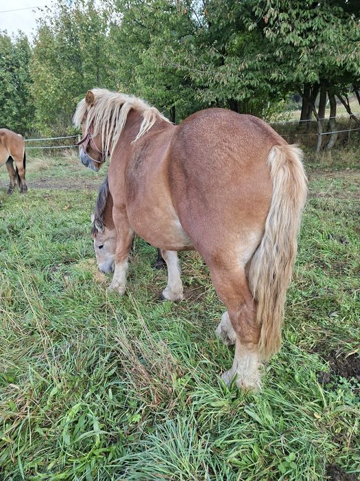 Sprzedam klacz zimnokrwistom