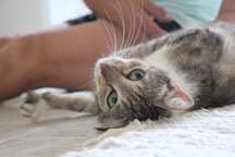 ESTERILIZADA | Gata juvenil muito meiga para adoção responsável