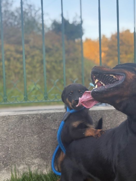 Cachorro 3 meses rott