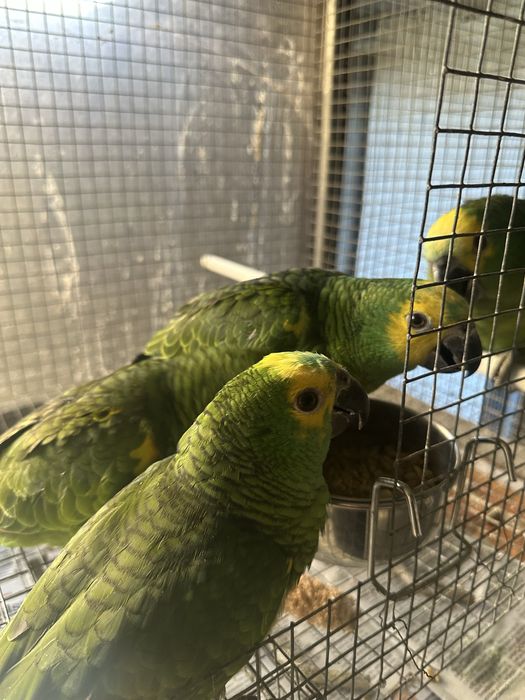 Amazonas Aestiva Xanthopterys