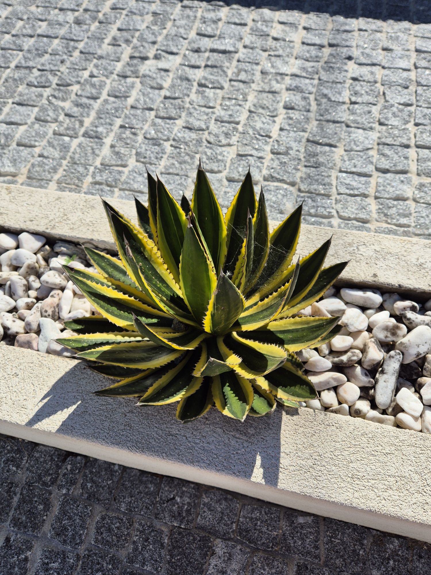 Agave univittata