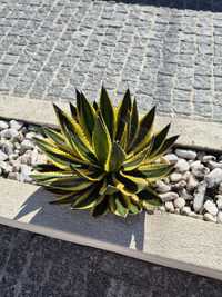 Agave univittata