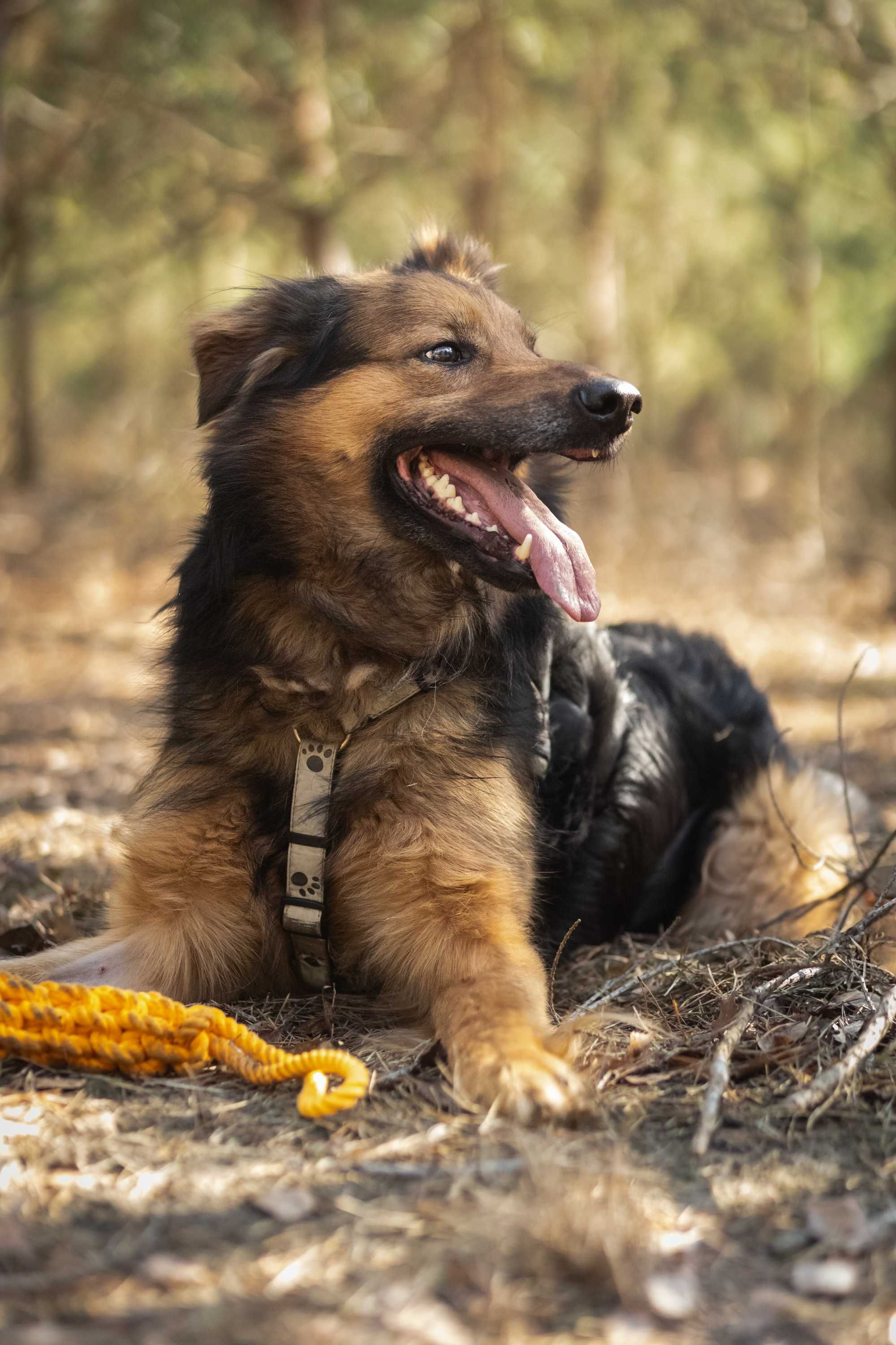 Adoptuj Rexa owczarka!
