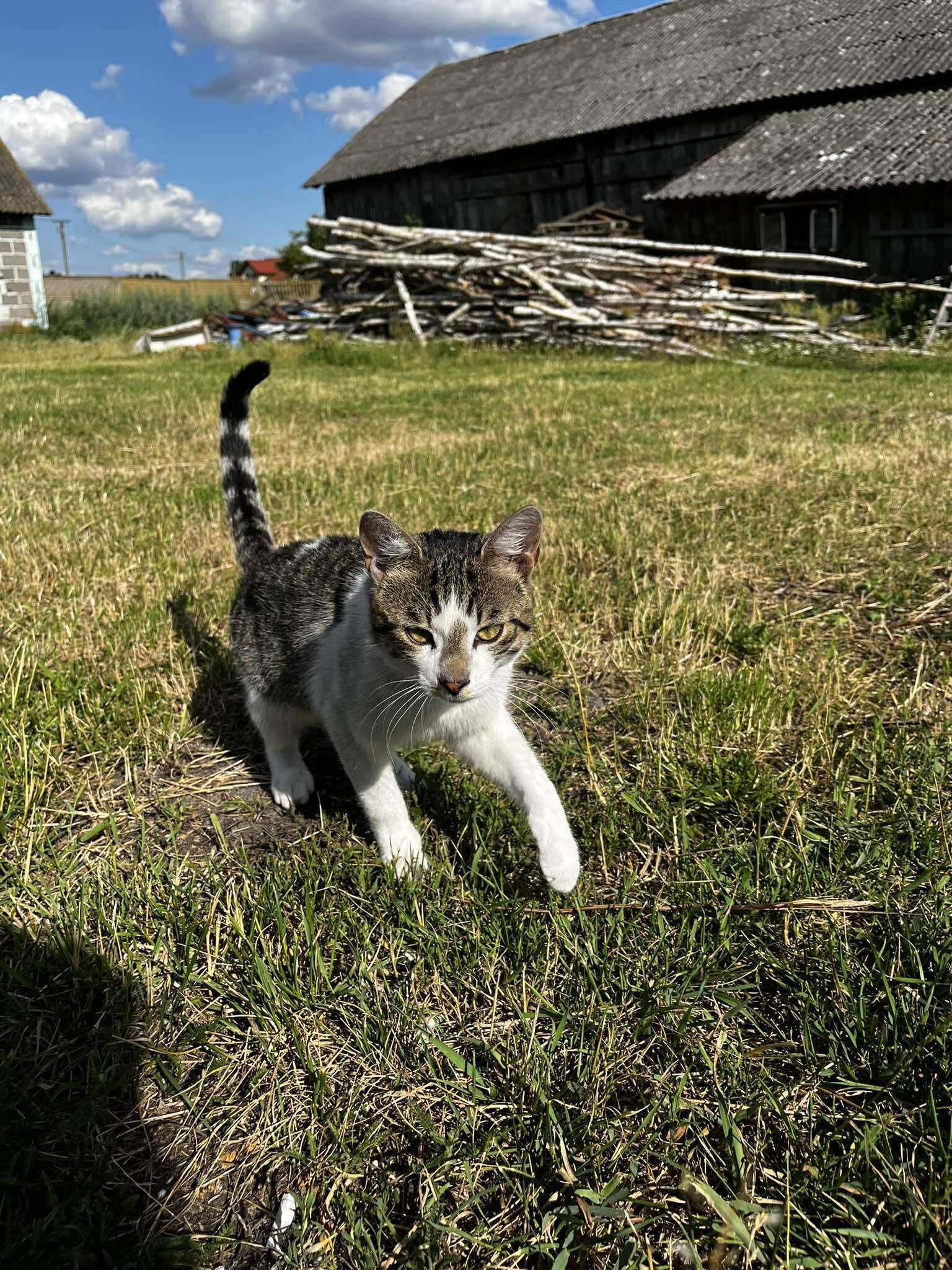Kocurek pilnie szuka domu!