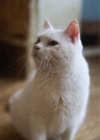 Белый, котик, желтые глаза, 3 года