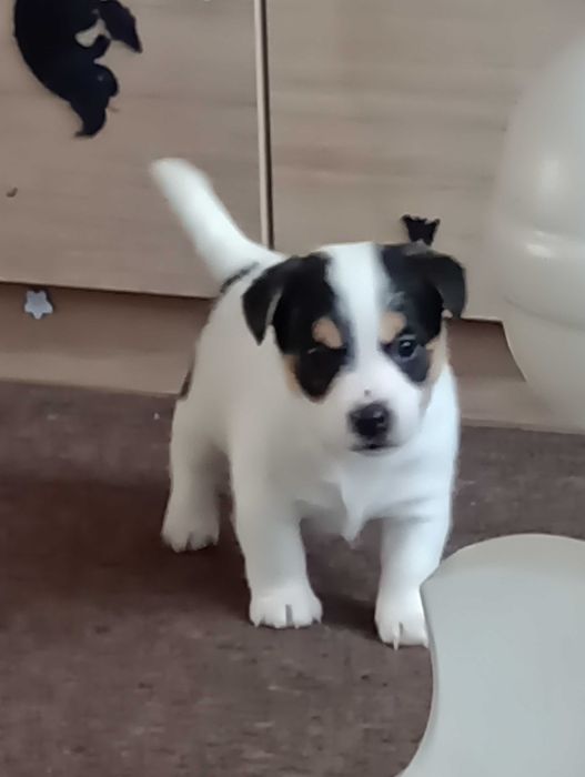 Suczka rasy Jacek Russell terrier z metryką ZKwP do rezerwacji