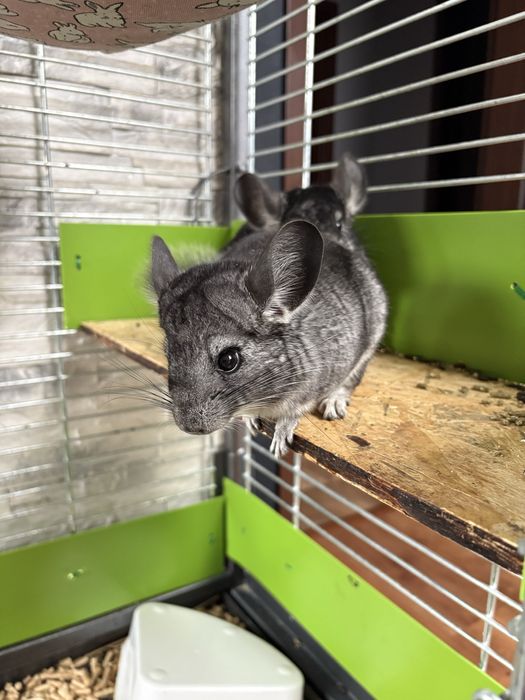 Szenszyle mlode samiczki z klatka