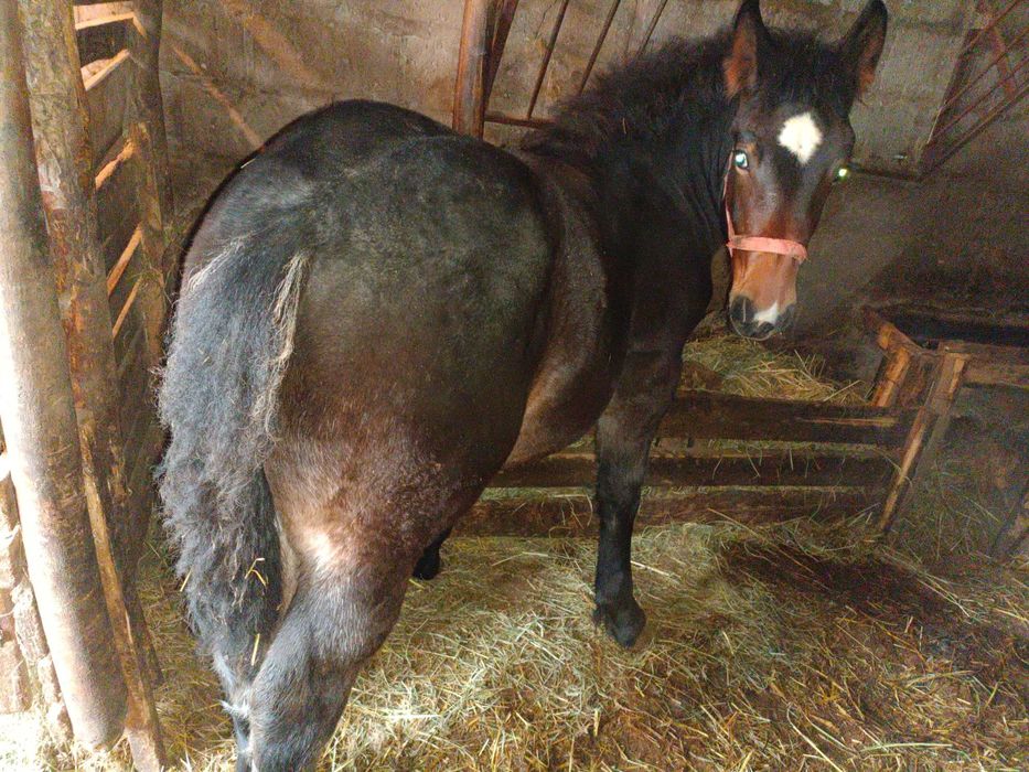 Klacz zimnokrwista PkZ