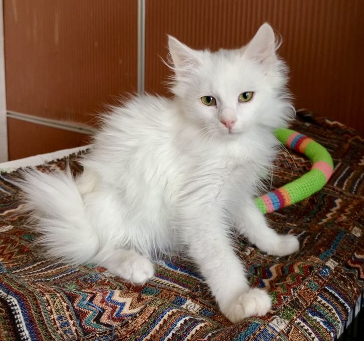 Белый котенок 4мес пушистый ангорский котик білий котята кошеня