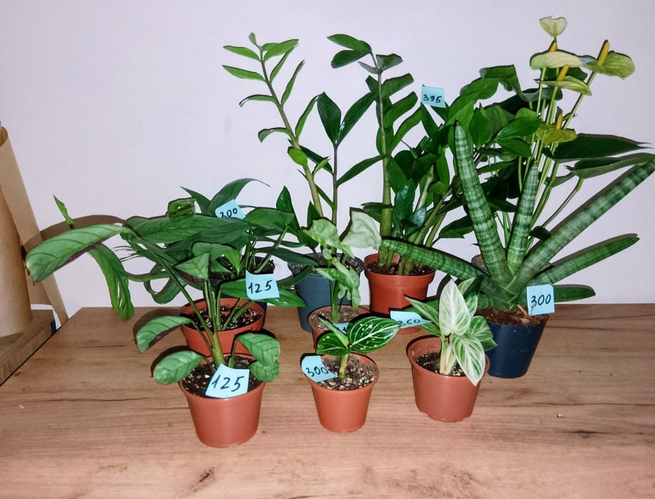 Різні кімнатні квіточки