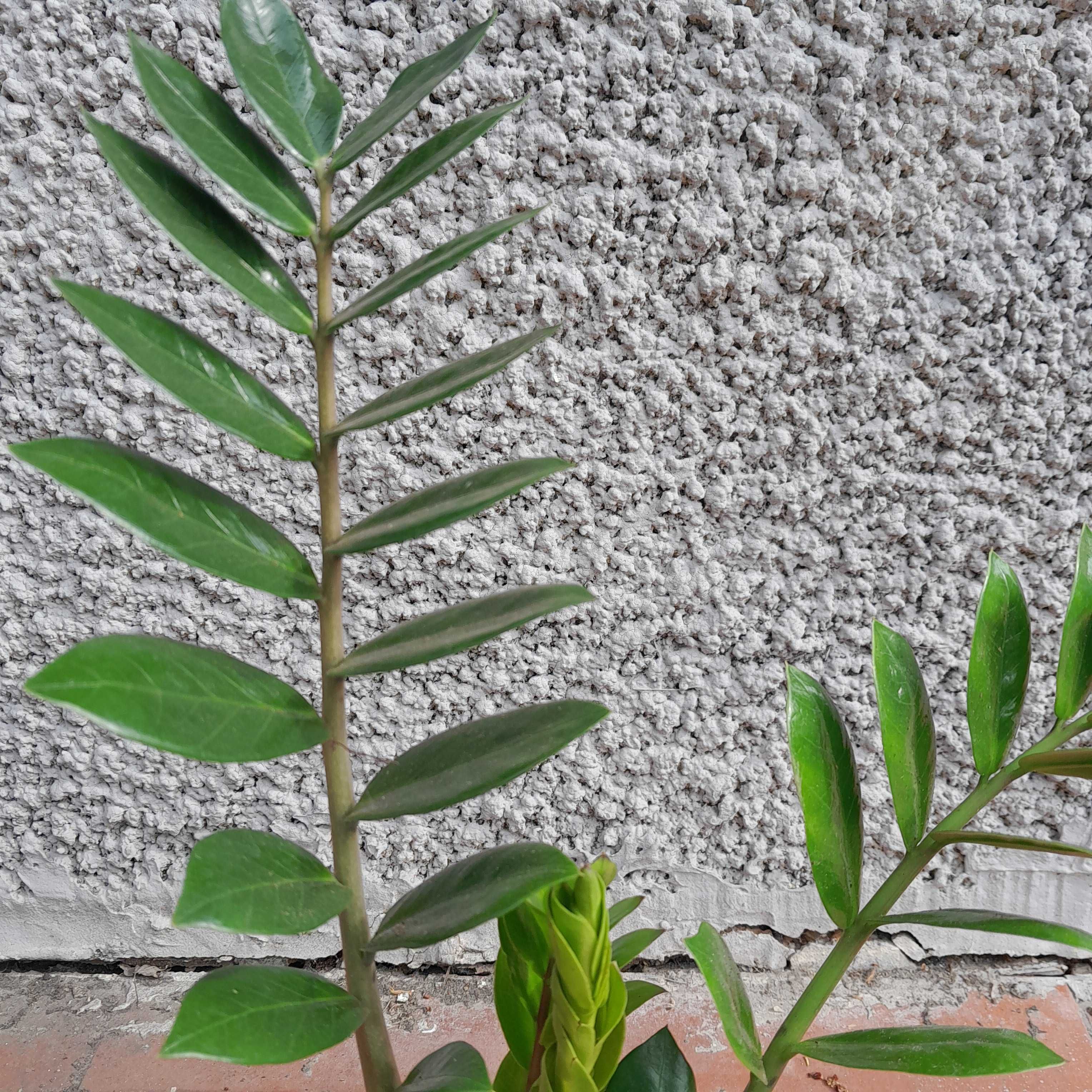 Zamioculcas zamiolistny Zamiofolia 50cm
