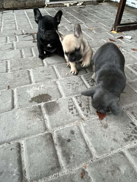 французский бульдог