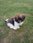Piesek Shih tzu do odbioru