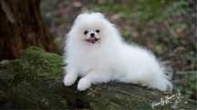 Szpic miniaturowy pomeranian FCI