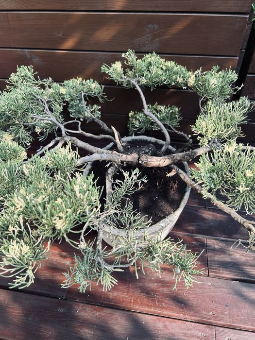 Bonsai z jałowca w ręcznie wykonanej betonowej donicy