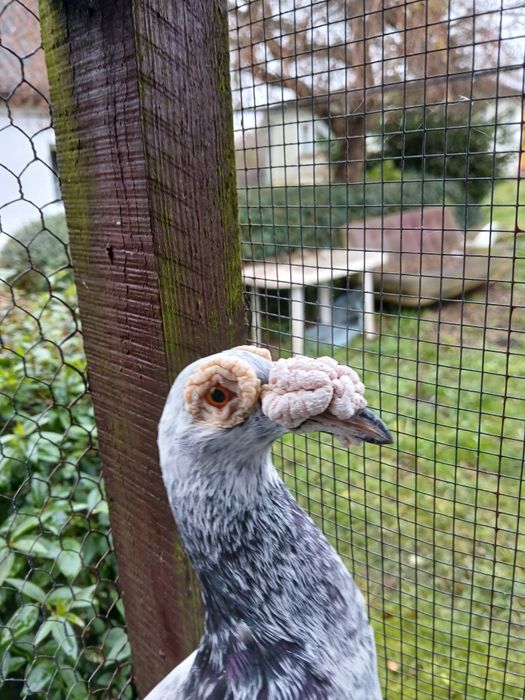 Golebie ozdobne kariery