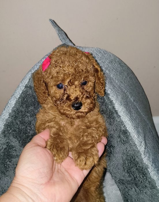 Pudel Red Toy urocze maleństwo