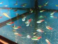 Neon Innesa Paracheirodon innesi