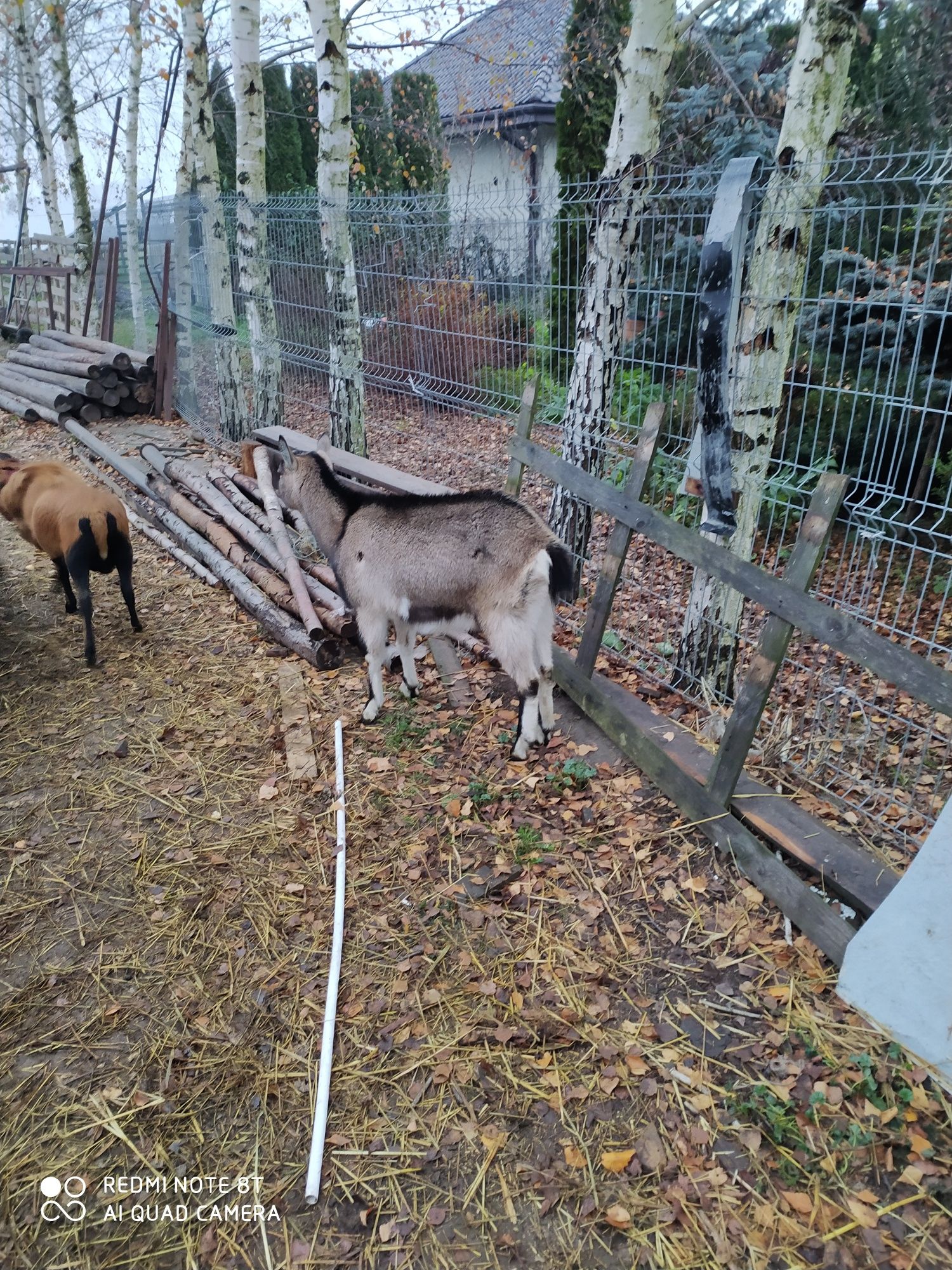 Owce i owieczki kamerunskie