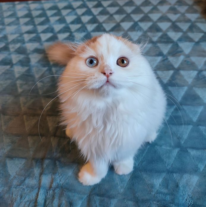 Шотландський котик з різними очима.