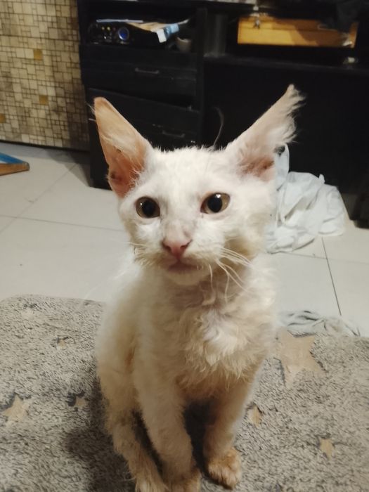 Котик донской. Сфинкс. Браш род. 17 09