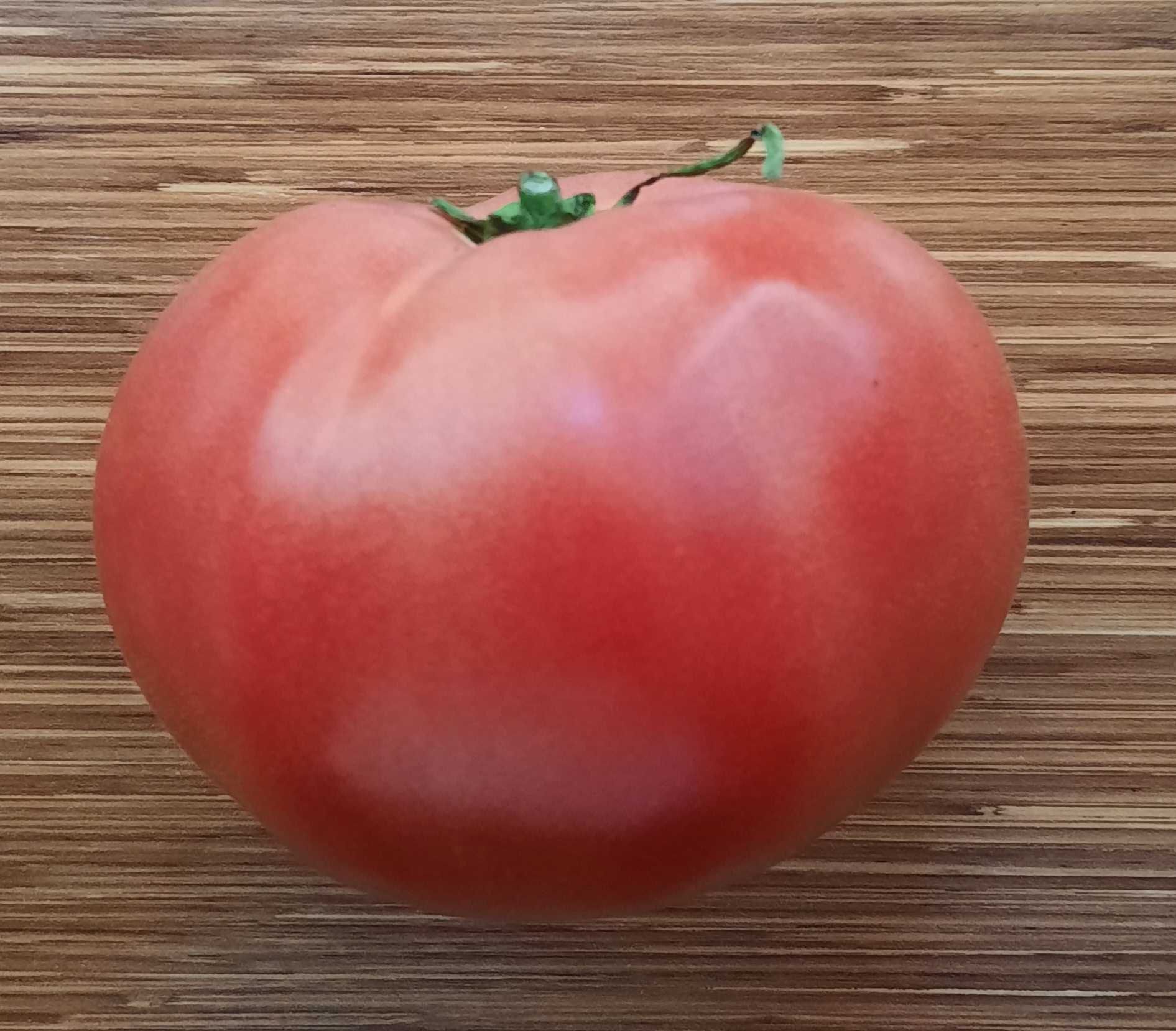 pomidor Faworyt nasiona kolekcjonerskie