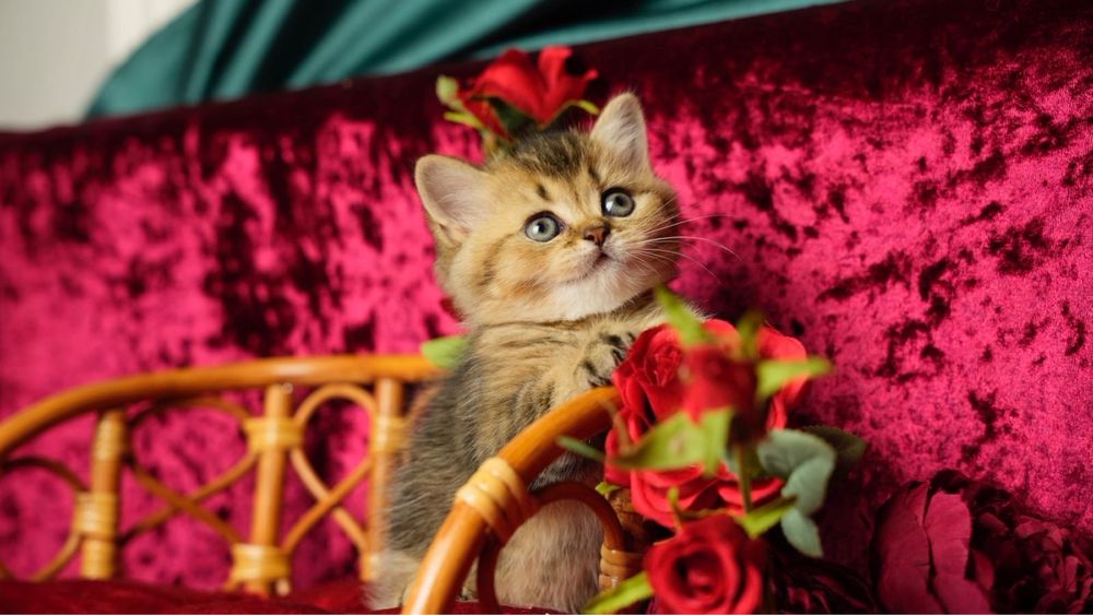 Do sprzedania rodowodowy kocurek brytyjski krótkowłosy