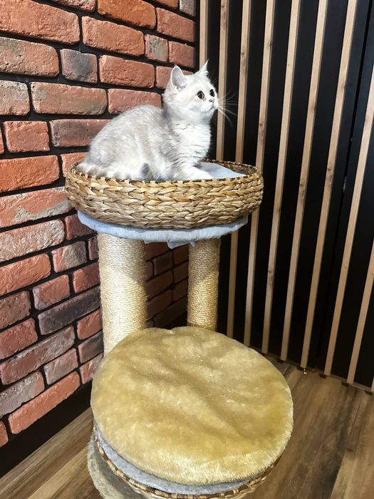 Kotek brytyjskiej niebieskie złoto w kolorze Tabby аy22