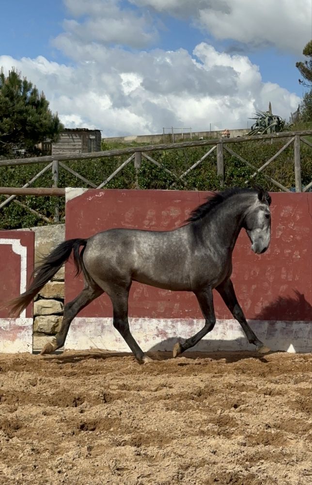 Cavalo Lusitano Puro,  Veiga !