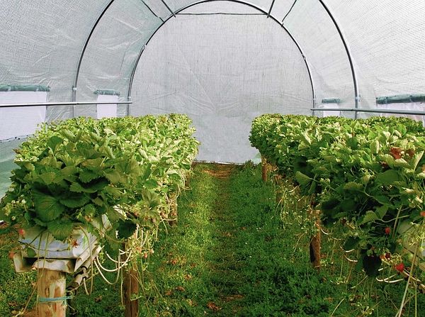 ЗНИЖКИ! Теплиця - парник з вікнами! Теплица садовая дроп дропшипінг