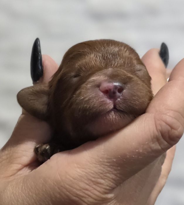 Cavapoo czekolada badania-  do rezerwacji