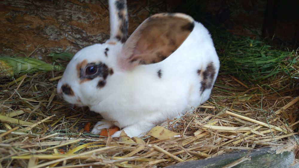 Królik REKS REX samica