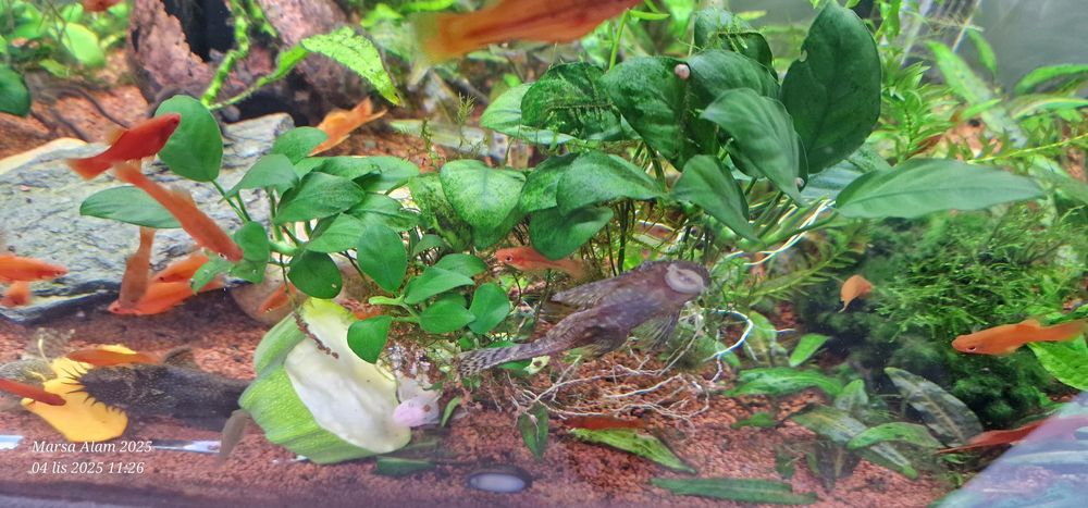 Anubias i inne rośliny akwariowe