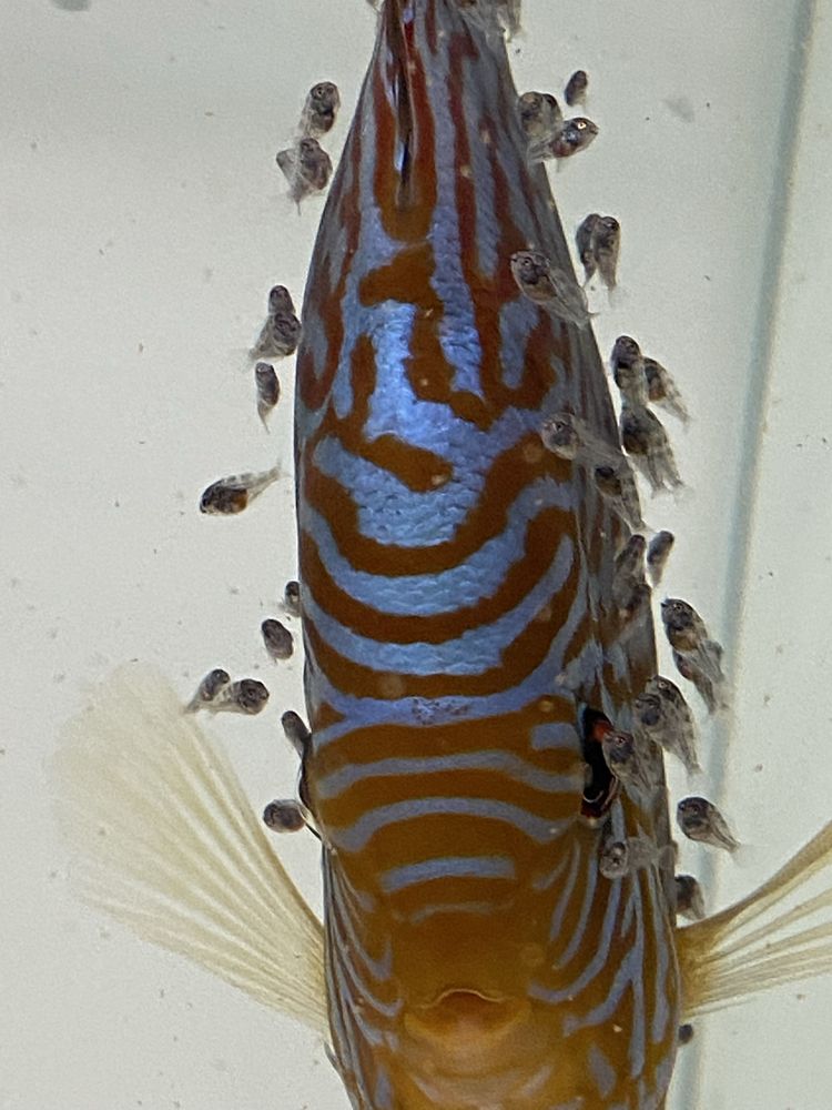Paletki Red turkus linia Piwowarski dyskowce własna hodowla 7 cm