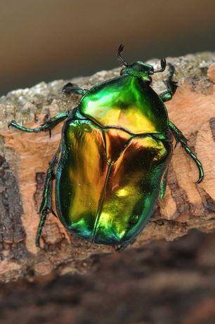 Королевская Бронзовка большая Редкий вид жуки богомолы Доставка обмен
