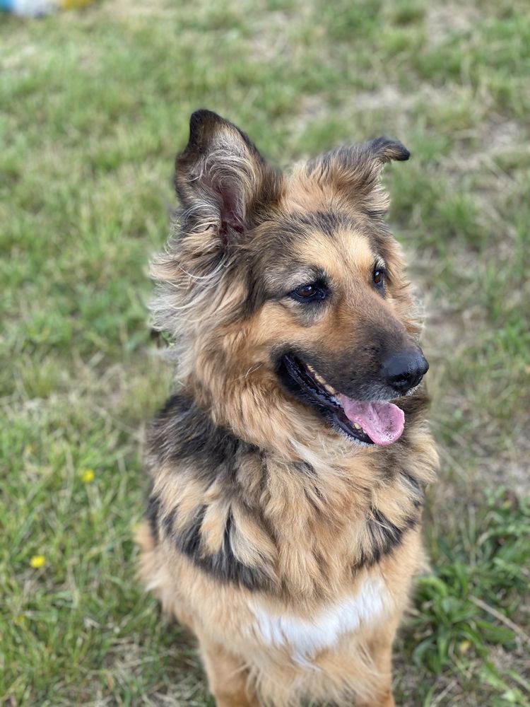 Ronia - sunia w typie owczarka niemieckiego do adopcji