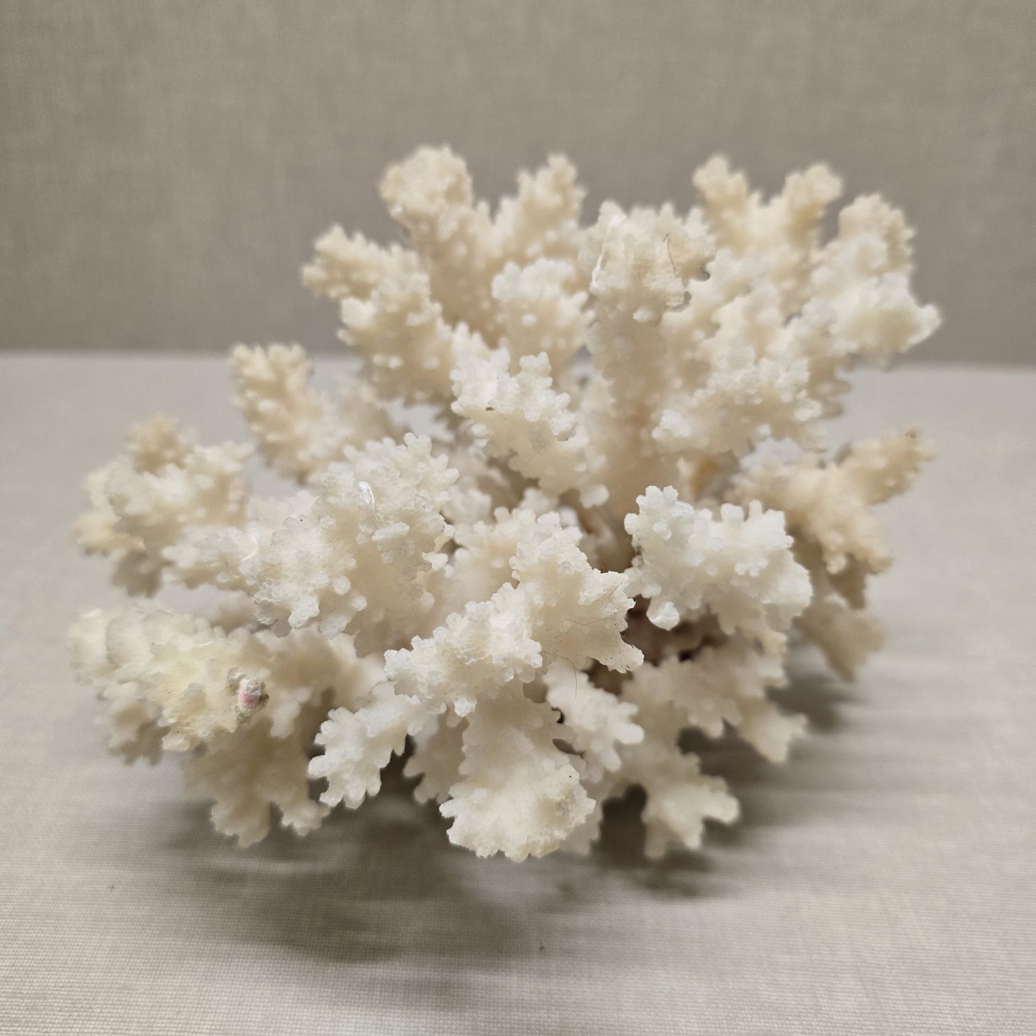 Lindíssimo coral branco