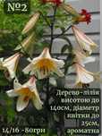 ДЕРЕВО-лілія, лілія-Гіганти