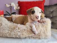 Uroczy maluch amstaff!