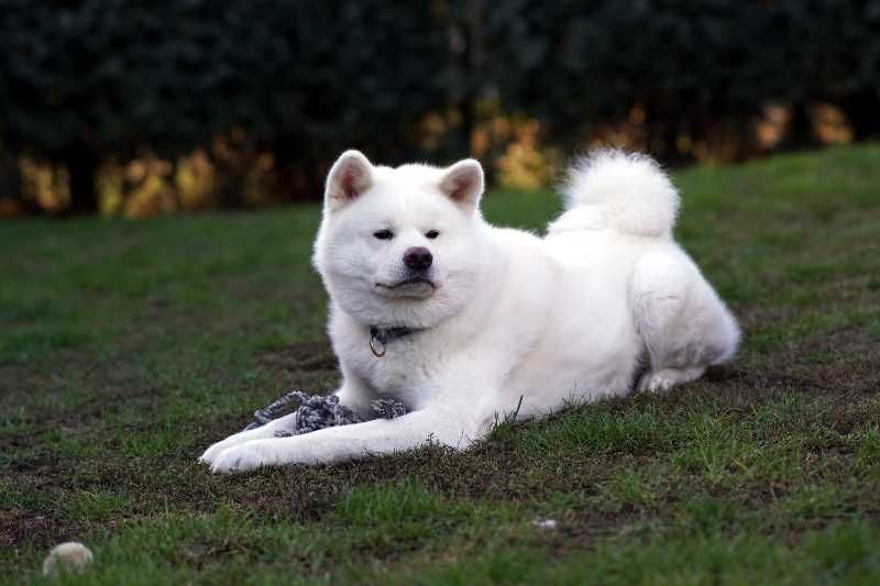 Akita japońska, biała suczka , ZKwP / FCI