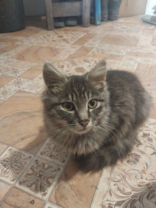 Відам кицьку в хороші руки