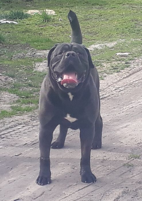 Reproduktor Cane Corso