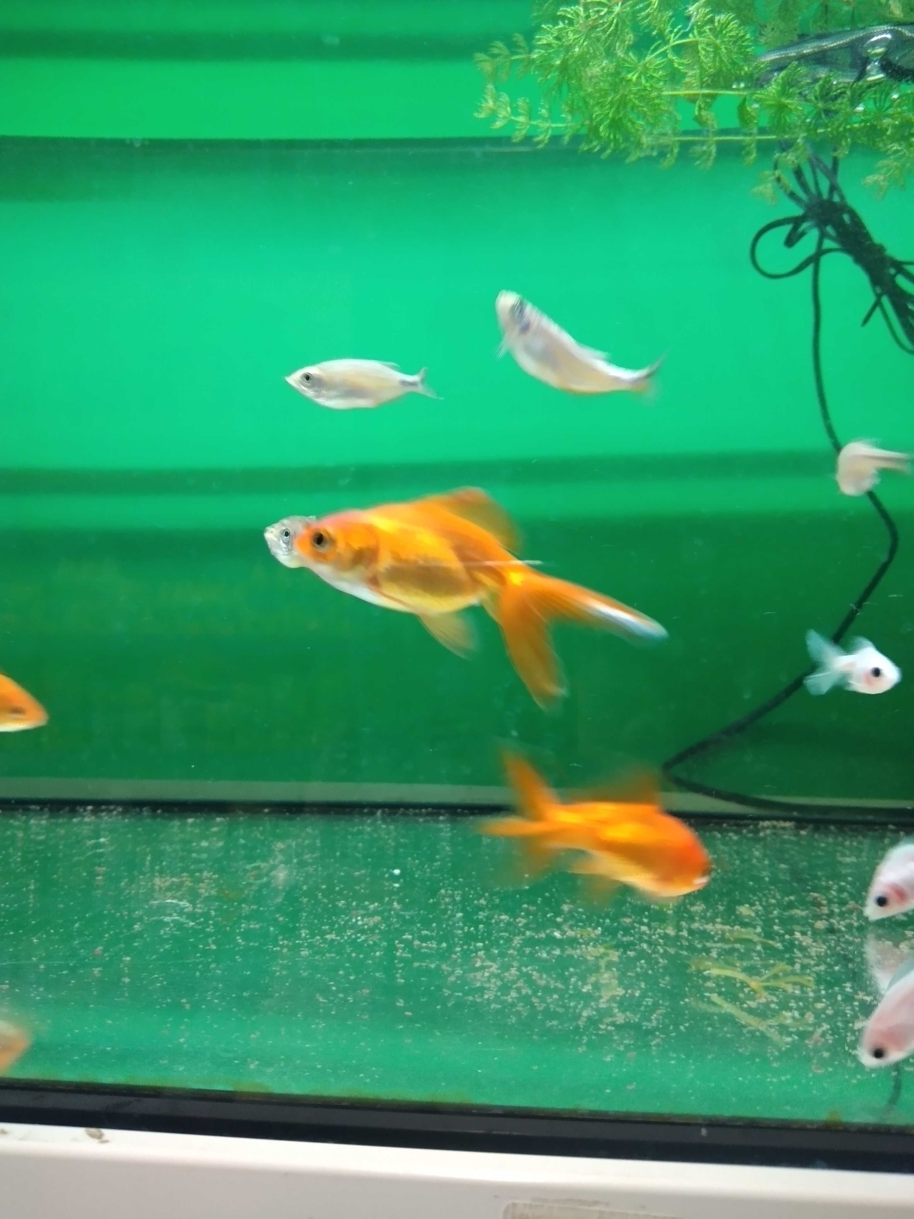 Welonka w Pawik.pl Sklep Zoologiczny w Strzyżówie